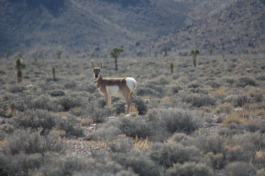 Antelope_005.jpg