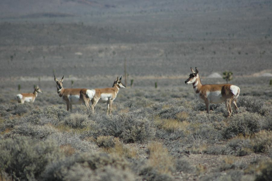 Antelope_022.jpg