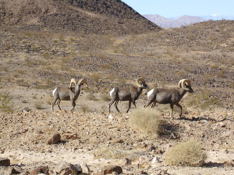 Bighorn_014.jpg